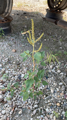 Amaranthus viridis