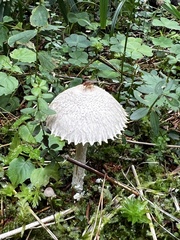 Lepiota clypeolaria