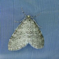 Trichopteryx carpinata