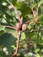 Kokkocynips imbricariae