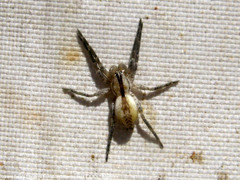 Arachosia praesignis