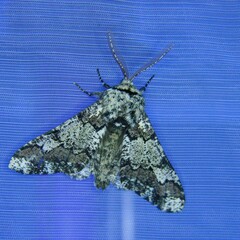 Biston strataria