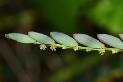 Phyllanthus urinaria hookeri