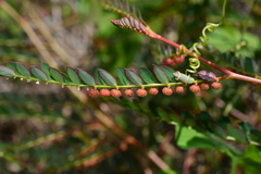 Phyllanthus urinaria hookeri