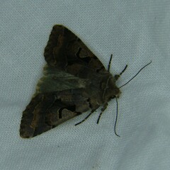 Orthosia gothica