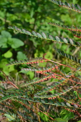 Phyllanthus urinaria hookeri