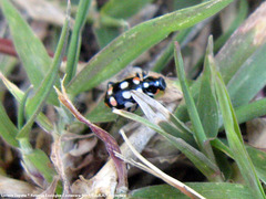 Eriopis connexa
