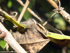 Megafreya sutrix