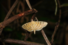 Notarcha tigrina