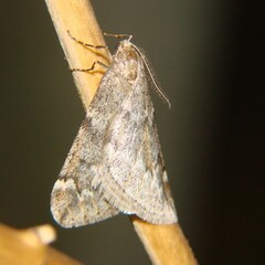 Alsophila aescularia