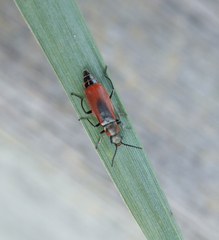 Anthocomus rufus