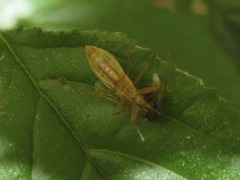 Nabis limbatus