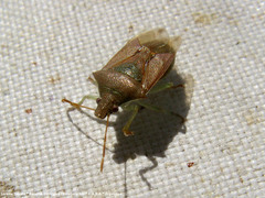 Supputius cincticeps