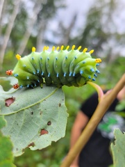 Hyalophora cecropia