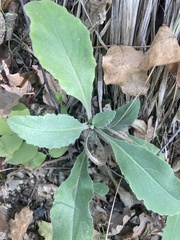 Pseudoturritis turrita