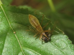 Nabis limbatus