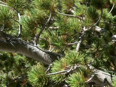 Pinus flexilis