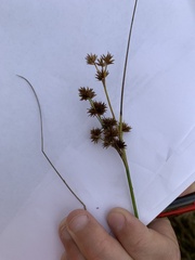 Juncus canadensis