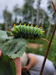 Hyalophora cecropia