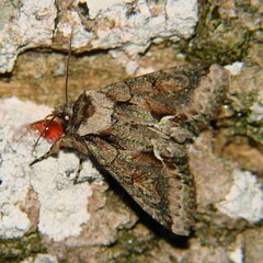 Allophyes oxyacanthae