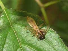 Nabis limbatus
