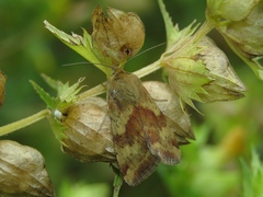 Heliothis adaucta