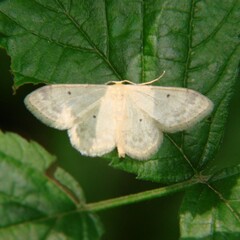 Idaea biselata