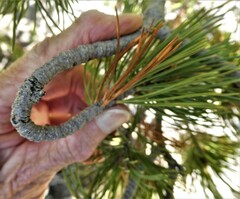 Pinus flexilis