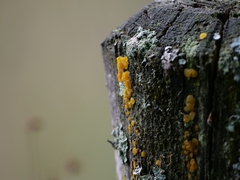 Dacrymyces stillatus