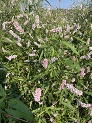 Persicaria bicornis
