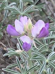 Lupinus arboreus eximius