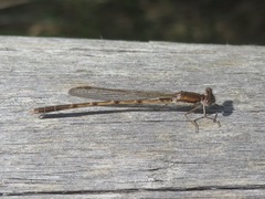 Sympecma fusca