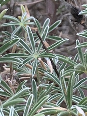 Lupinus arboreus eximius
