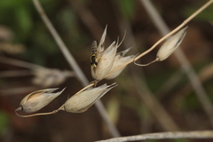 Sphaerophoria scripta