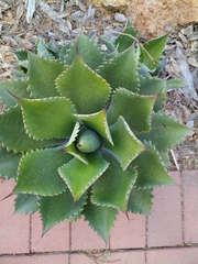 Agave potatorum