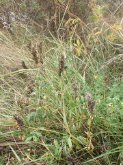 Astragalus laxmannii