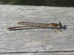 Sympecma fusca
