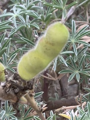 Lupinus arboreus eximius