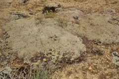 Eriogonum kennedyi