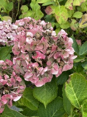 Hydrangea