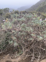 Lupinus arboreus eximius
