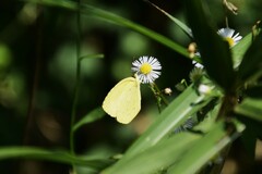 Eurema mandarina