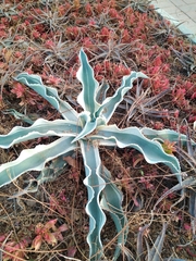 Agave americana
