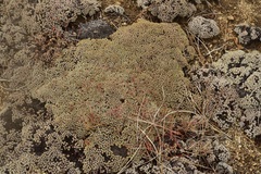 Eriogonum kennedyi