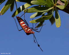 Galaesus hasticornis