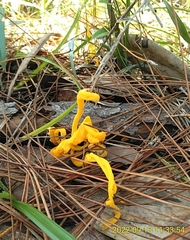 Clavariaceae
