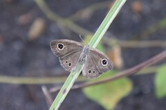 Ypthima argus
