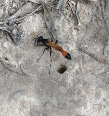 Ammophila placida