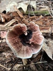 Hydnellum concrescens