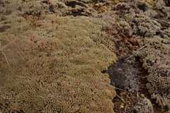 Eriogonum kennedyi